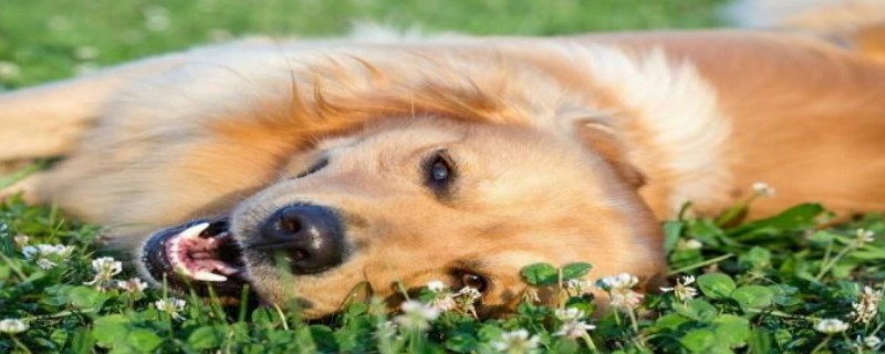 Does the Golden Retriever recognize its old owner?