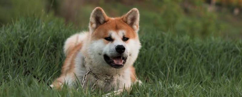 Do Akita dogs recognize their owners?