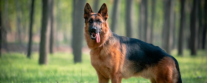 Do horse dogs recognize their owners?