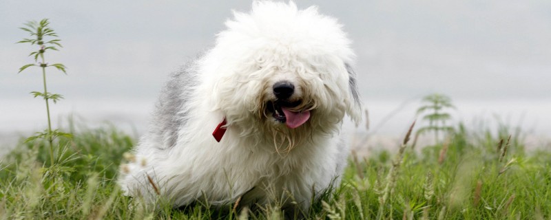 Can ancient herding dogs recognize their owners?