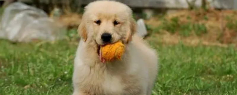 Golden Retriever won't recognize its owner?