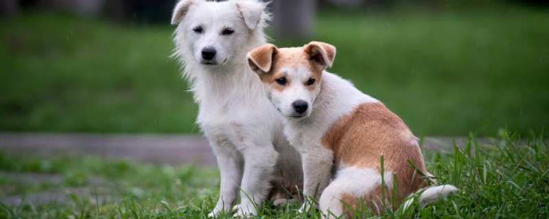Does the full moon pastoral dog recognize its owner?