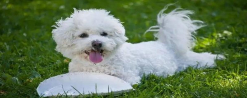 Do bichon frize puppies recognize their owners?