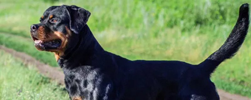 Does Rottweiler recognize the mistress?