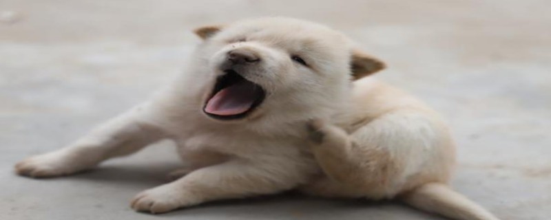 Can dogs recognize their owners at the full moon?