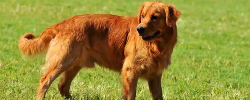 Does an adult golden retriever recognize its owner?