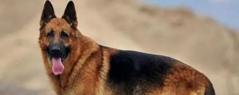 Does the dog recognize a new owner?