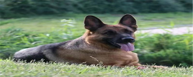 Does the German Shepherd recognize the little master?