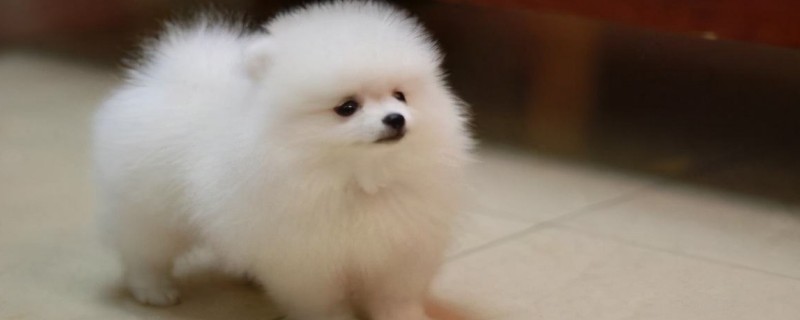 Will the Pomeranian recognize the new owner?