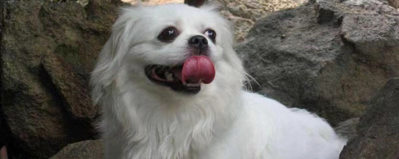 Does Pekingese recognize its owner?