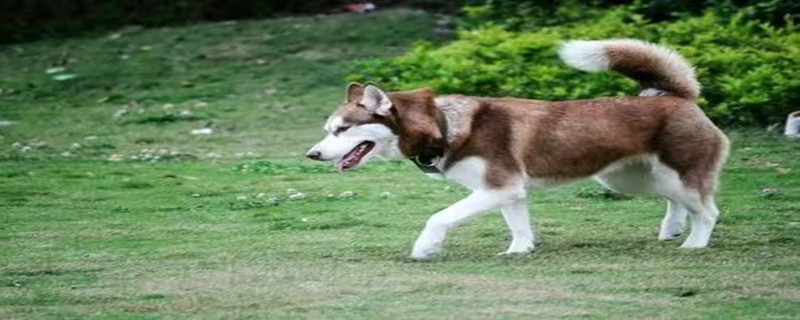 Do big dogs recognize their owners?