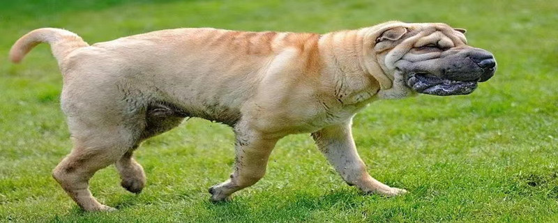 Does the dog recognize its owner when it grows up?