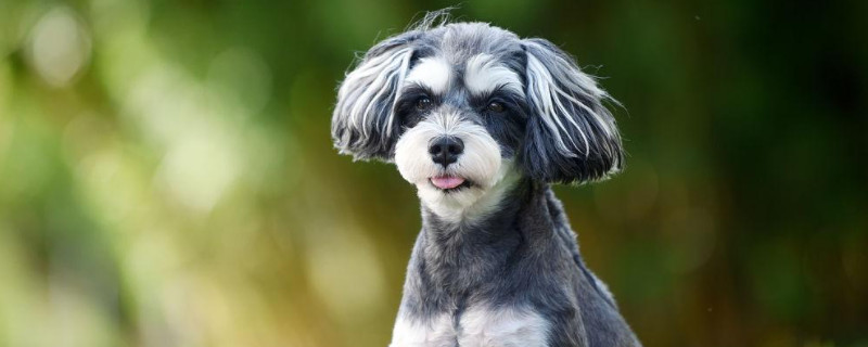 Can the Schnauzer recognize a new owner?