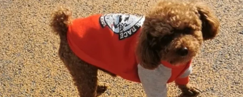 Is it easy for Teddy to recognize the owner?