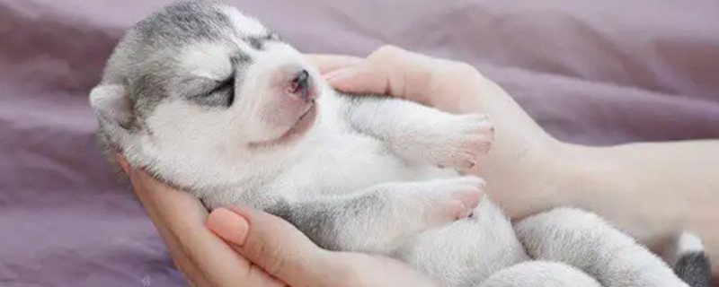 Do Husky Cubs Recognize Their Owners Do Huskies Cubs Recognize Their Owners?