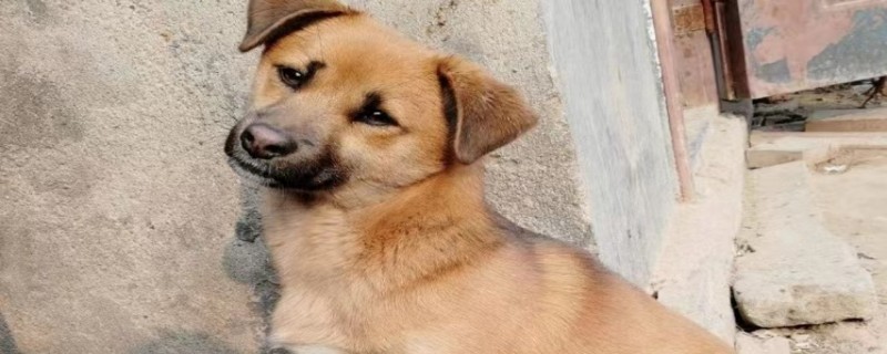 Does the pastoral dog recognize a new owner?