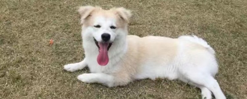 Can stray dogs recognize their owners?