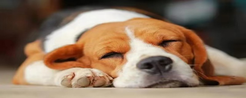 Does the dog recognize the owner's family?