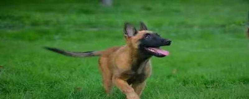 Will the dog recognize the new owner after changing the owner?