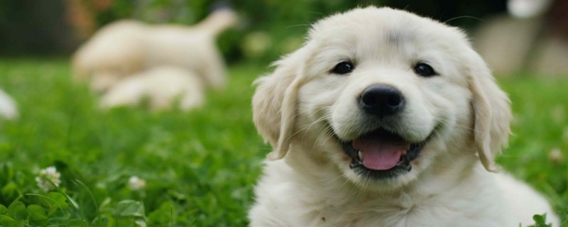 Will a dog with an owner recognize a new owner?