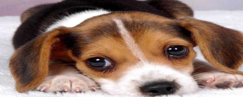 Do Dogs Recognize Their Owners?