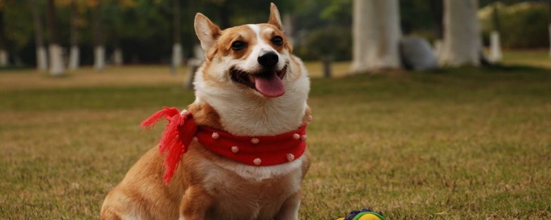 Will Corgi protect his master if he recognizes his master?
