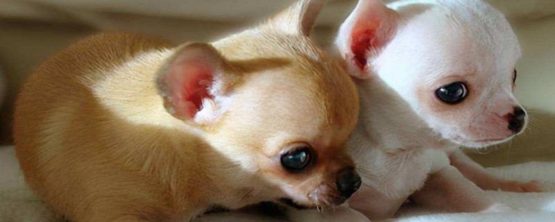 Does the dog have a new owner and still recognize the old owner?