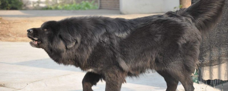 Will the Tibetan mastiff bite the owner after recognizing the owner?