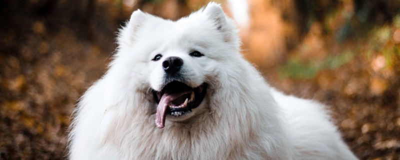 Does the 5-month-old Samoyed recognize the owner?