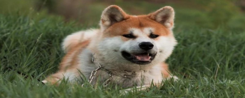 Will an adopted dog recognize its owner?