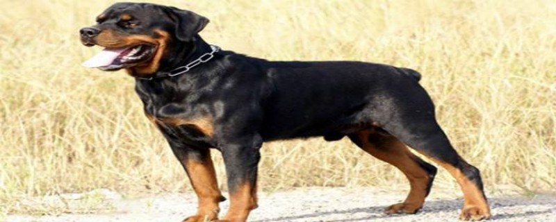 Do Rottweiler puppies recognize their owners?