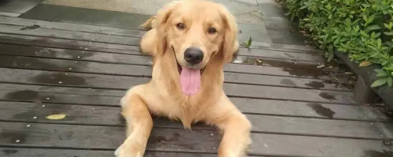 Does the 2-year-old dog recognize its owner?