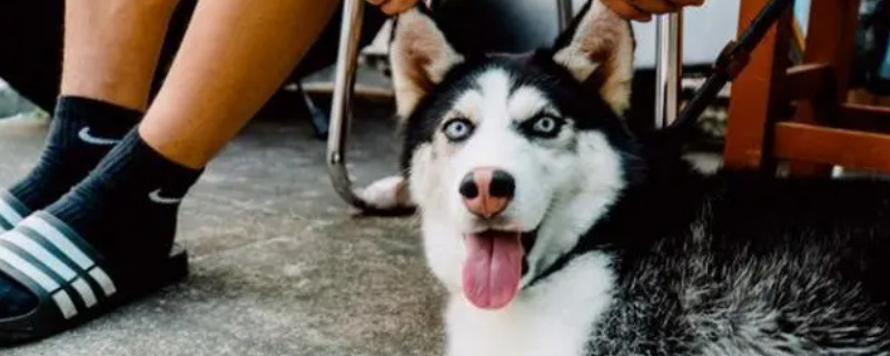 Do huskies recognize multiple owners?