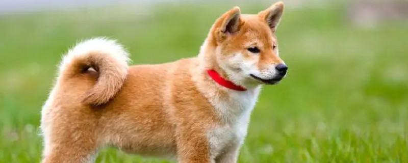 Does the Akita dog recognize its new owner?
