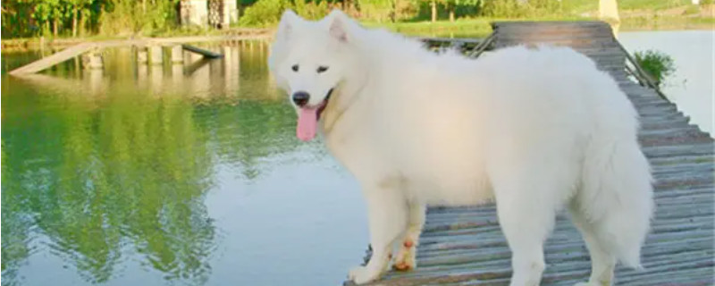 Can the Samoyed recognize the new owner? Can the Samoyed recognize the new owner?