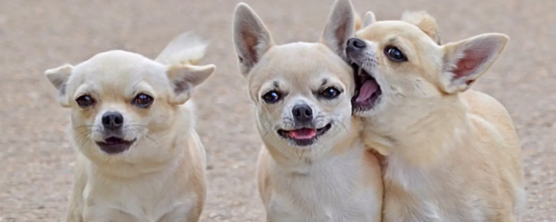 Does the puppy recognize its owner?