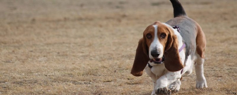 Do Basset Hounds Know Their Owners?