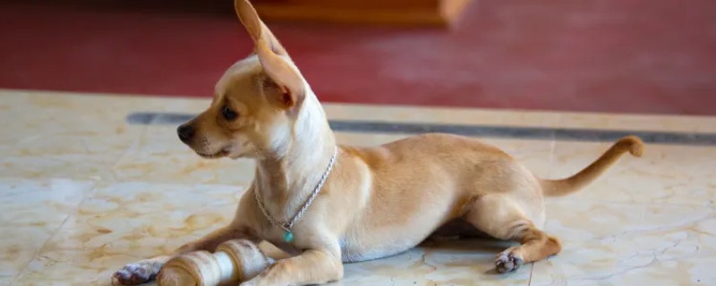 Will the puppy recognize its new owner?