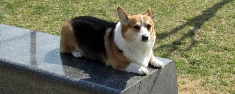 Does Corgi recognize the master? Follow the master?