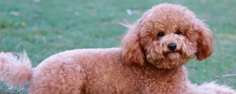 Does the puppy Teddy recognize the owner?
