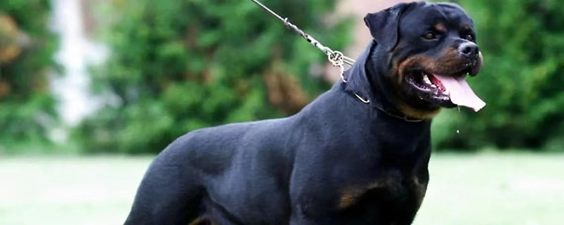 Will the Rottweiler accept a new owner?
