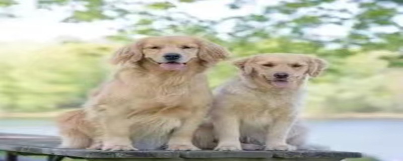 Do golden retriever dogs recognize their owners?