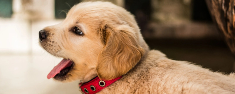 Do hybrid golden retrievers recognize their owners?