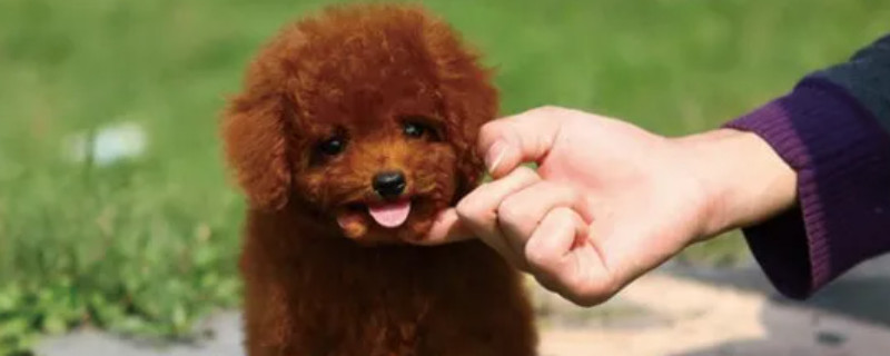 Teddy won't recognize the owner
