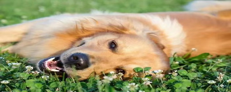 Do Golden Retrievers recognize their owners as adults?