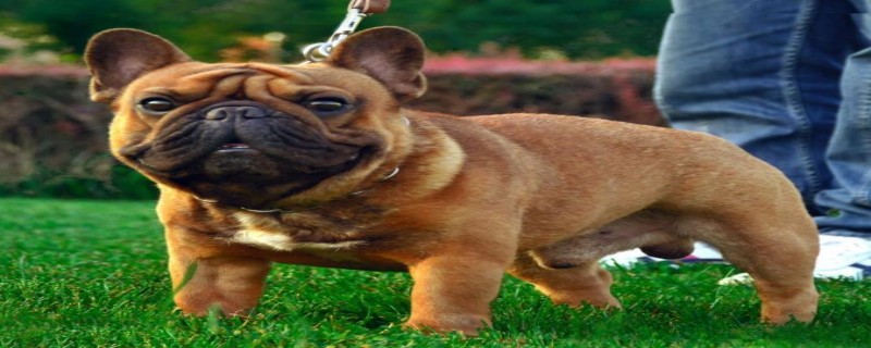 Do French Cattle Dogs Recognize Their Owners?