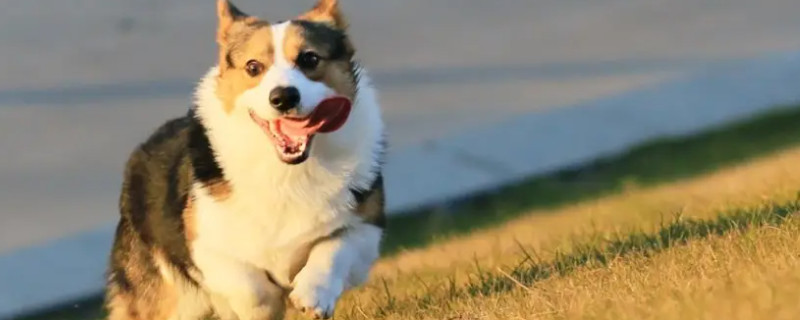 Do Adult Corgis Recognize Their Owners?