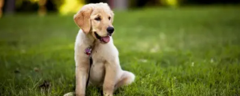 Do golden retriever puppies recognize their owners?
