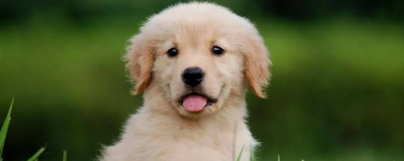 Does the Golden Retriever recognize its owner?