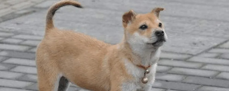Do purebred dogs recognize their owners?